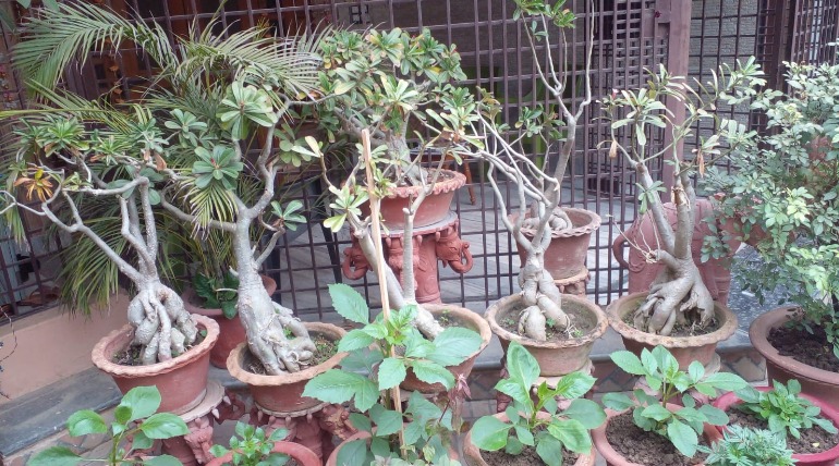 बैंक अधिकारी का प्रकृति प्रेम बना जुनून, पौधों की बोनसाई कर बनाया अनोखा कीर्तिमान