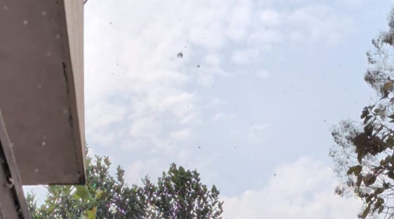 रामनवमी पर नौ कन्याओं ने प्रसन्न होकर बरसाए बादल, दो मिनट तक तेज बारिश ने दिखाए तेवर