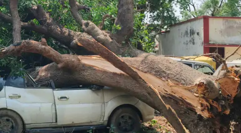 थाने में पेड़ गिरने से वाहन क्षतिग्रस्त, तेज आंधी-बारिश के दौरान कई गाड़ियां चपेट में आईं