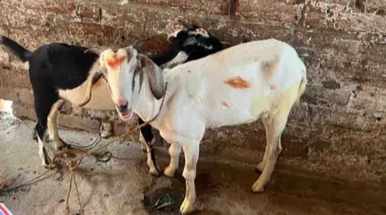 गोरखपुर में जुमा की तकरीर में कुर्बानी के फजाइल बयान, सफाई-अमन बनाए रखने की अपील, भाईचारा बढ़ाने का दिया संदेश
