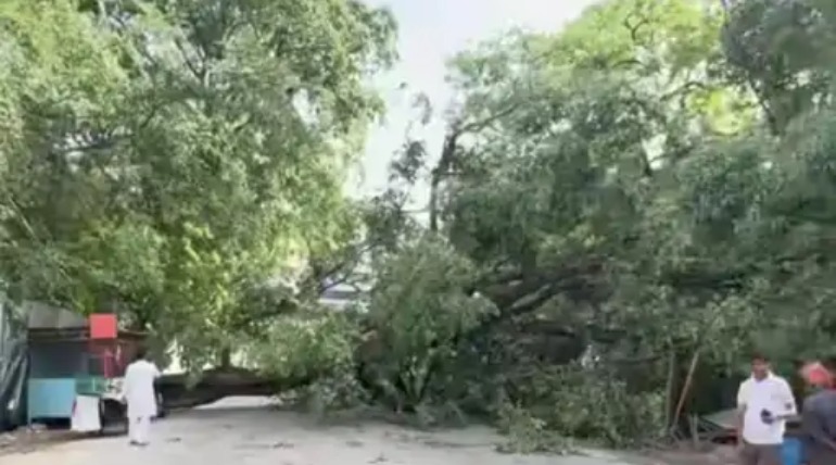 सिविल लाइन में गिरा विशाल पेड़, घंटों बाधित रहा रास्ता, वन विभाग की टीम रास्ता खुलवाने में जुटी