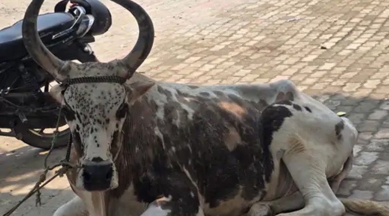 पुलिस और पशु तस्करों के बीच मुठभेड़, बदमाशों ने की फायरिंग, जवाबी कार्रवाई में पलटी पिकअप,  4 सांड और गाड़ियां बरामद