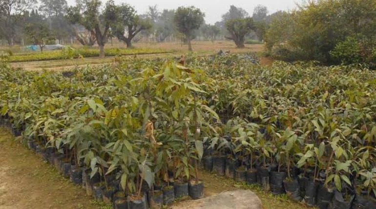 फलदार पौधों के दाम दोगुने, अब महंगा पड़ेगा बाग लगाना