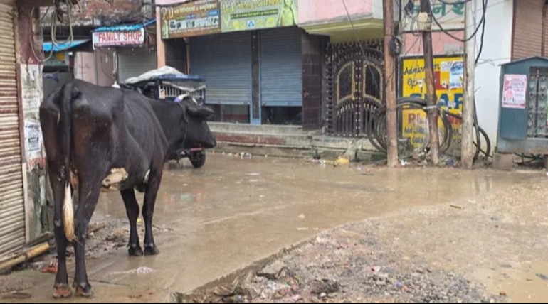 गोरखपुर में बिजली के पोल से चिपकी गाय